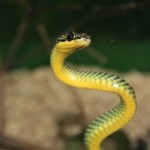 sognare serpente giallo