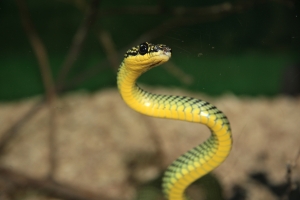 sognare serpente giallo