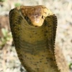 sognare serpente cobra