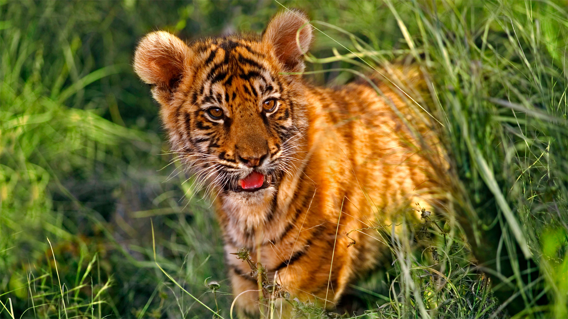 sognare tigre